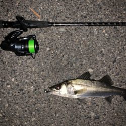 やっとアフター釣れた