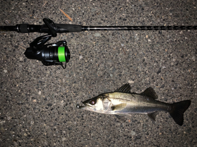 やっとアフター釣れた