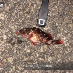 エギング&アジングするもガシラのみ