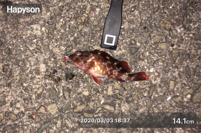 エギング&アジングするもガシラのみ