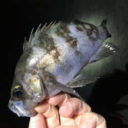 ナイトゲーム・メバリング