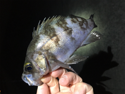 ナイトゲーム・メバリング