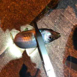 アジはまだのようです