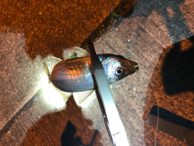 アジはまだのようです