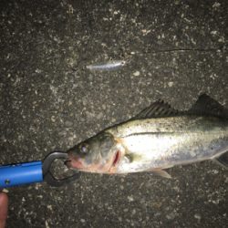 ２匹だったはず