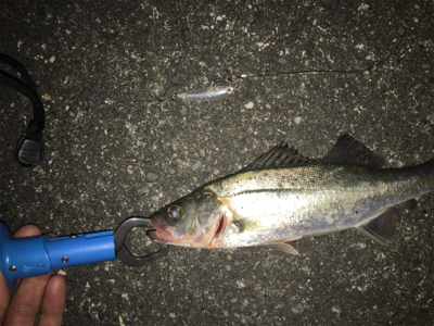 ２匹だったはず