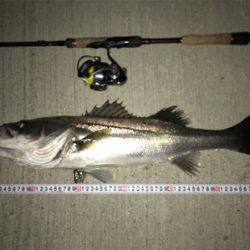 アミパターン！シーバス