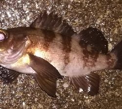 メバリング1850〜1930