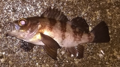 メバリング1850〜1930