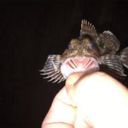 久しぶりに釣れた