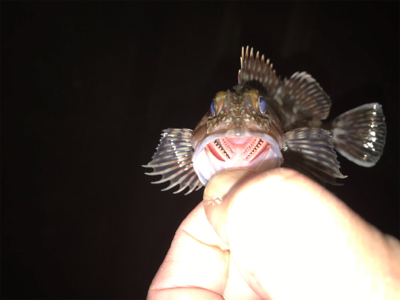 久しぶりに釣れた