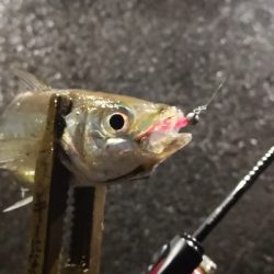 アジング 練習 121