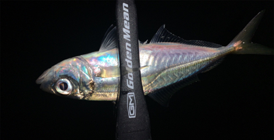 メバル探しでアジ