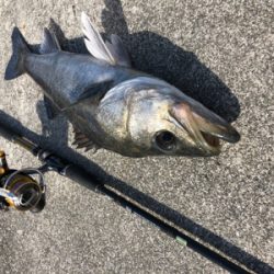 シーバスデイゲーム