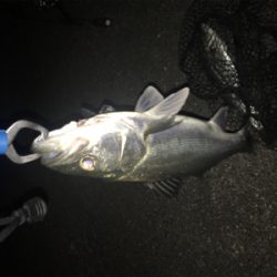 意地のシーバス