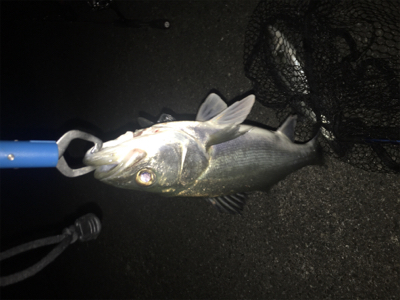 意地のシーバス