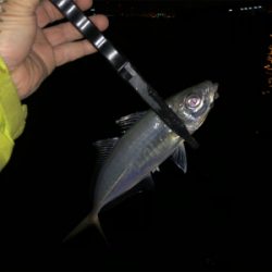 湾奥エリアでアジング