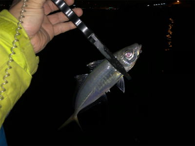 湾奥エリアでアジング