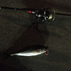 激さぶアジング