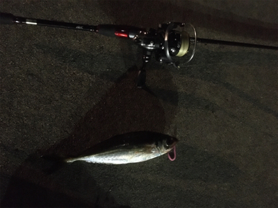 激さぶアジング