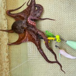 明石　タコ釣り　丸松乗合船