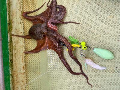 明石　タコ釣り　丸松乗合船