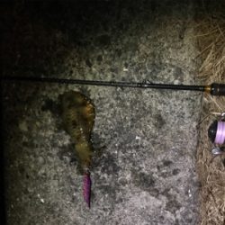 宇和島ライトゲーム