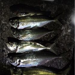 まだまだアジング