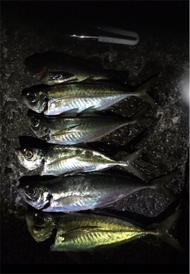 まだまだアジング