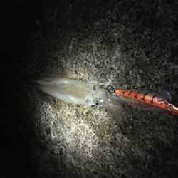 エギング、メバリング