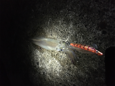 エギング、メバリング