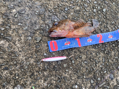 ライトショアジギング