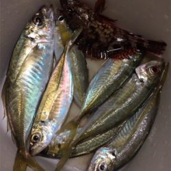 良形のアジが浮き釣りやアジングで釣れます