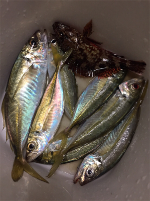 良形のアジが浮き釣りやアジングで釣れます