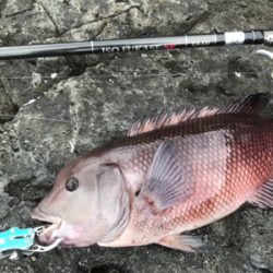 宇和島初磯フカセ