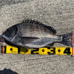 セル石 フカセ釣り