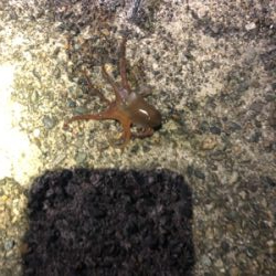 最後のヤリイカ釣行