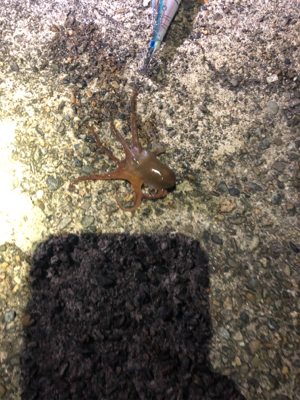 最後のヤリイカ釣行