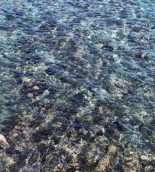 アオリイカ居ないなぁ