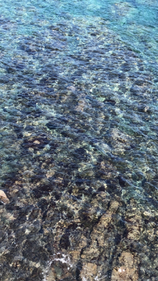 アオリイカ居ないなぁ