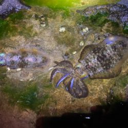 もう春イカの季節