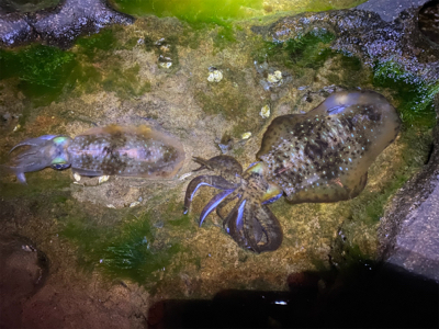 もう春イカの季節