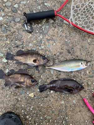 アジ・メバリング