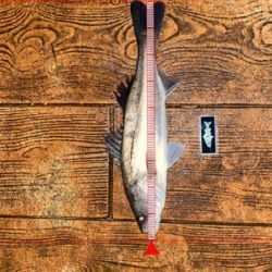 あたりはチラホラ、しかし連発せず