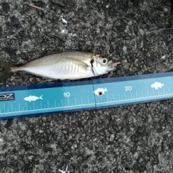 武庫川 カセ釣り&一文字