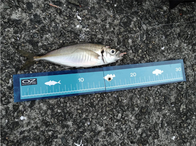 武庫川 カセ釣り&一文字