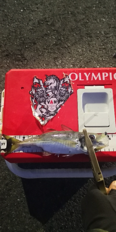 アジング練習 123