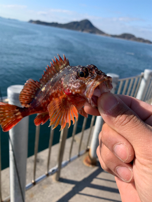 ライトロックフィッシング