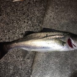 久々のシーバス