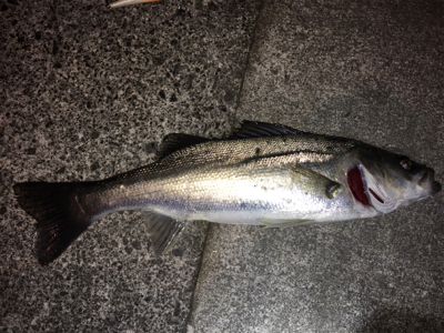 久々のシーバス